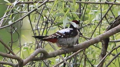 Orman alaca ağaçkakanı