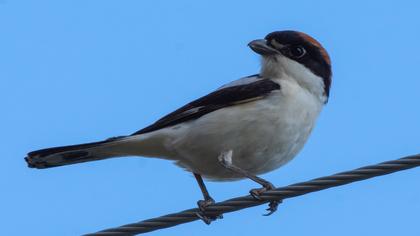 Kızılbaşlı örümcekkuşu