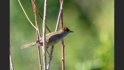 Eurasian Blackcap