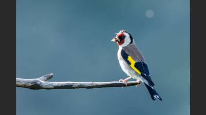 European Goldfinch