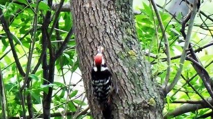 Aksırtlı ağaçkakan