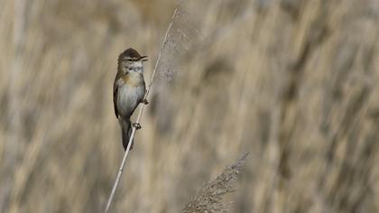 Doğu kamışçını