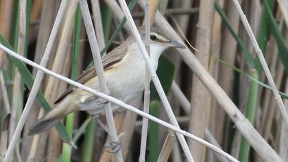 Büyük kamışçın