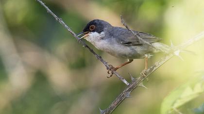 Pembegöğüslü ötleğen