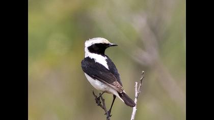Aksırtlı kuyrukkakan