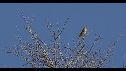 Karabaşlı kirazkuşu
