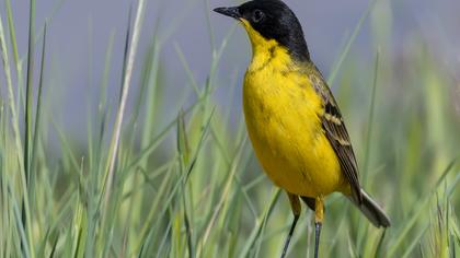 Sarı kuyruksallayan