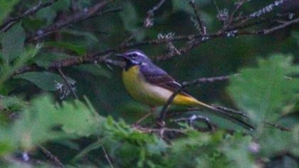 Dağ kuyruksallayanı