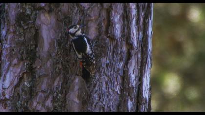 Orman alaca ağaçkakanı