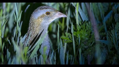 Bıldırcınkılavuzu