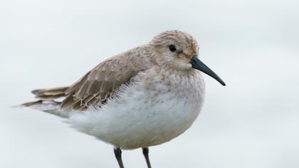 Karakarınlı kumkuşu