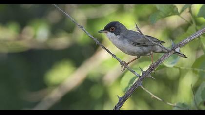 Pembegöğüslü ötleğen
