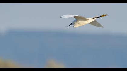 Küçük ak balıkçıl