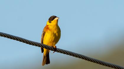 Karabaşlı kirazkuşu