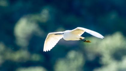 Küçük ak balıkçıl