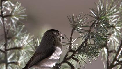 Uzunkuyruklu baştankara