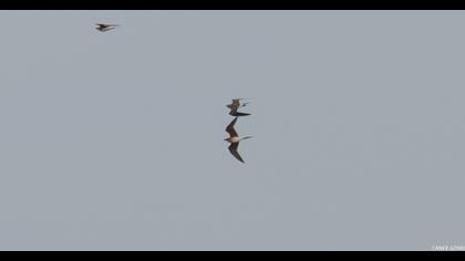 Bataklıkkırlangıcı