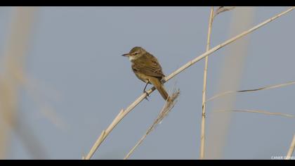 Büyük kamışçın