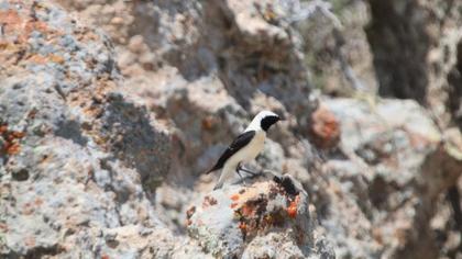 Karakulaklı kuyrukkakan