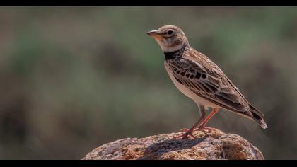 Küçük boğmaklı toygar