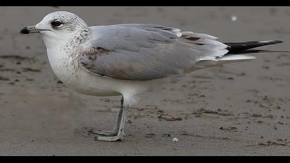 Küçük gümüş martı