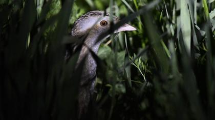 Bıldırcınkılavuzu