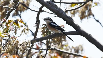 Maskeli örümcekkuşu