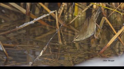 Kamışbülbülü