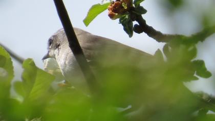 Küçük akgerdanlı ötleğen