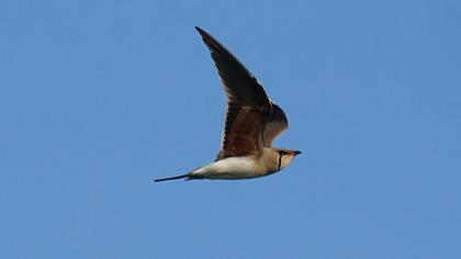 Bataklıkkırlangıcı