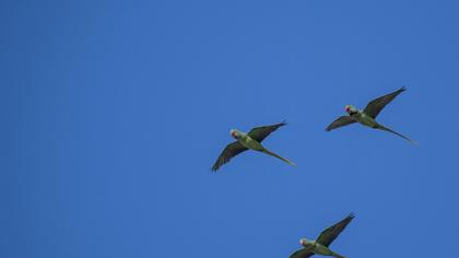 İskender papağanı