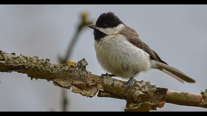 Akyanaklı baştankara