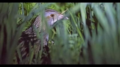 Bıldırcınkılavuzu