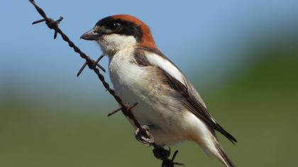 Kızılbaşlı örümcekkuşu