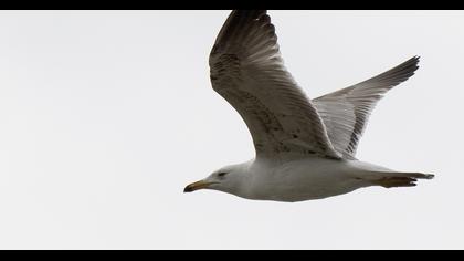 Van gölü martısı