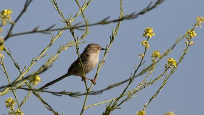 Dikkuyruklu ötleğen