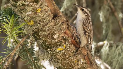 Bahçe tırmaşıkkuşu