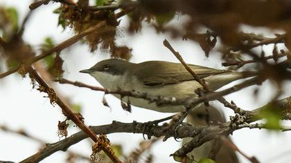 Küçük akgerdanlı ötleğen