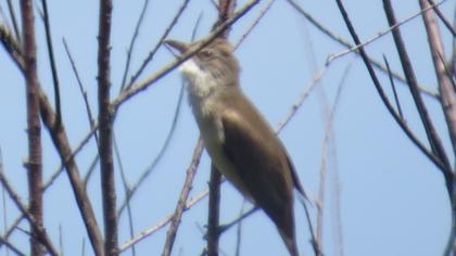 Büyük kamışçın