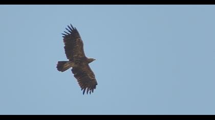 Küçük orman kartalı