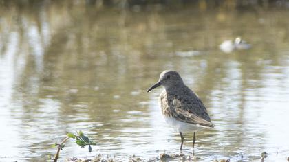 Sarıbacaklı kumkuşu