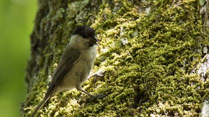 Kayın baştankarası
