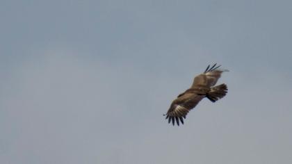 Küçük orman kartalı