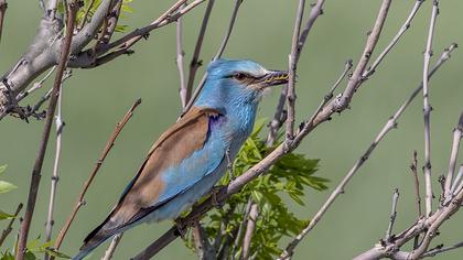 European Roller