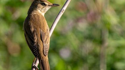 Büyük kamışçın