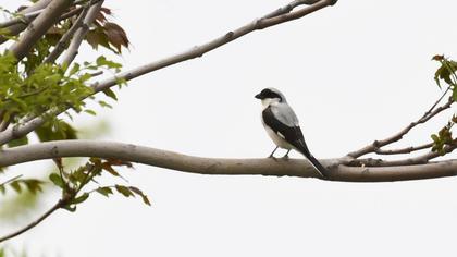 Karaalınlı örümcekkuşu