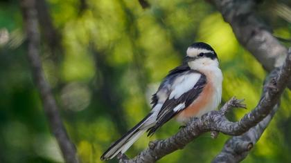 Maskeli örümcekkuşu