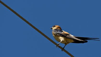 Kızıl kırlangıç