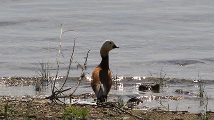 Ruddy Shelduck