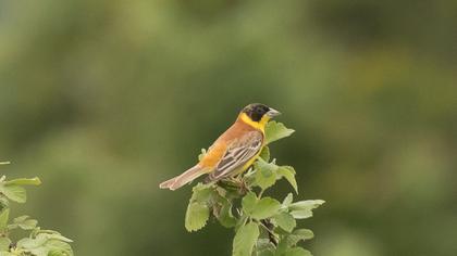 Karabaşlı kirazkuşu